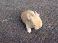Baby Holland Lop