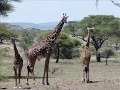 YouTube - Serengeti Wild Camp