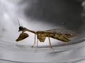 Amazing Insects Vol.9, No.2 : Hybrid insects?? No.2