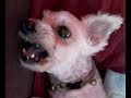 Growling Dog 03 Growling Dog 03
