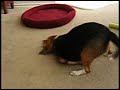 My crazy beagle Duncan Chunk