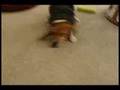 Beagle video