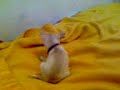 Hyper playful chihuahua pup Hyper playful chihuahua pup