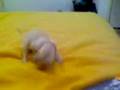 Hyper playful chihuahua pup