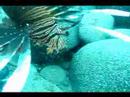 Lion Fish