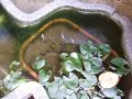 a killifish. ????????????????