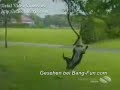 perros graciosos