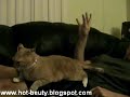 Itchy Butt The Cat Itchy Butt The Cat