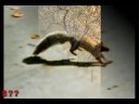 Thumbnail #1