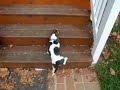 Murry the Basset Hound puppy