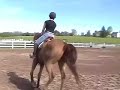me jumping horse