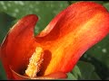 Colores del Mundo - La Belleza de la Naturaleza