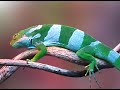 Colores del Mundo - La Belleza de la Naturaleza