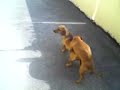 Il cane ingrilato 2.3gp Il cane ingrilato 2.3gp