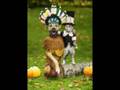 halloween cats and dogs
