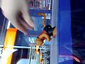 Tijger de Man Tijger de Man