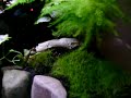 http://ashita-sanuki.jp/admin/entry.phpWhen Chad and I were in Utah we made a terrarium. We had a waterfall and a little pond. We both love plants. We made this terrarium for some poison dart frogs. However, we couldn't get the frogs because we came to Japan. Now we are beginning our own flower/plant garden in Japan.