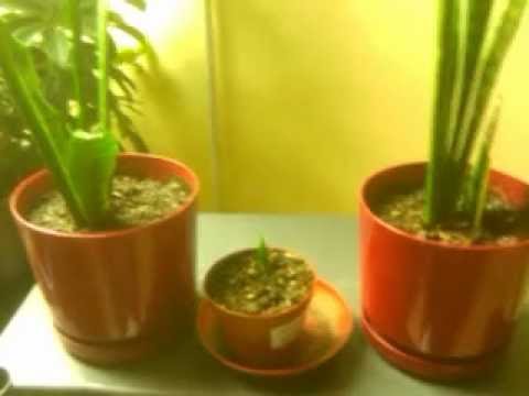 how to transplant snake plant