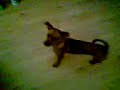 Dog cao luta contra secador fight lol parte 3 Dog cao luta contra secador fight lol parte 3