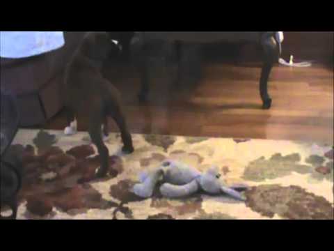 A Video of Priscilla