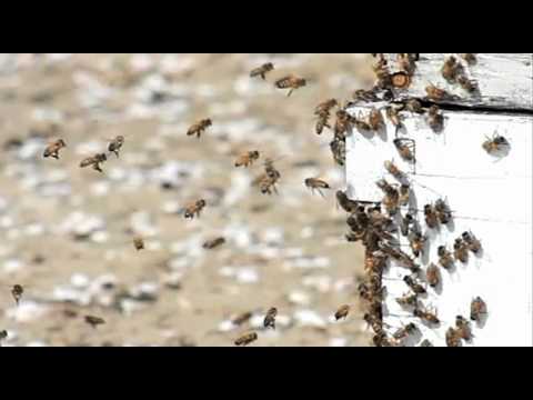 See video