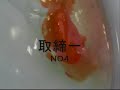 (oya&nisai ) THAILAND RANCHU GOLDFISH CLUB (oya&nisai ) THAILAND RANCHU GOLDFISH CLUB