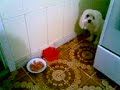 Meu cachorro louco