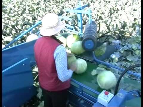 how to harvest cabbage