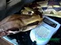 Boa Constrictor Imperator Hamil Boa Constrictor Imperator Hamil