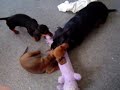 Takes 3 Puppy Dachshunds to Kill a Bobo Dog Toy Takes 3 Puppy Dachshunds to Kill a Bobo Dog Toy