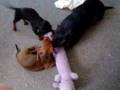 Takes 3 Puppy Dachshunds to Kill a Bobo Dog Toy