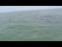 Shark Fishing - June 2008
