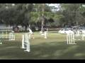 Bella and Bailey Agility training and trial