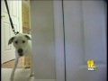 Bed Bug Dog