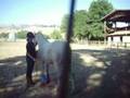 Horse contest entry!