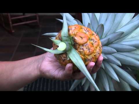 how to harvest pineapple