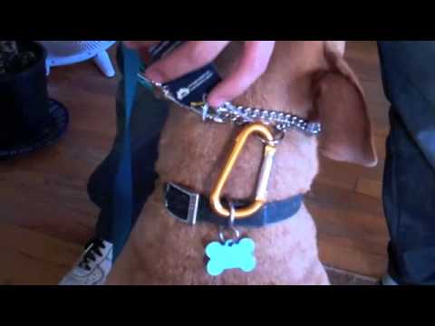 how to fit prong collar