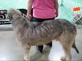 18th Annual UKC Dog Show - Kalamazoo, MI - June 19th, 2011