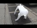 air bear (sound) air bear (sound)