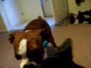 maggie-hates-bandanas.html