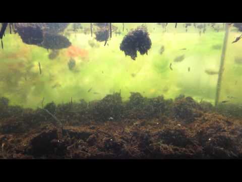 how to collect vinegar eels