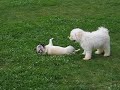 White puli puppy plays with pug White puli puppy plays with pug