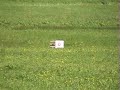 Ruger 10/22 150 yard long shot in wind Ruger 10/22 150 yard long shot in wind