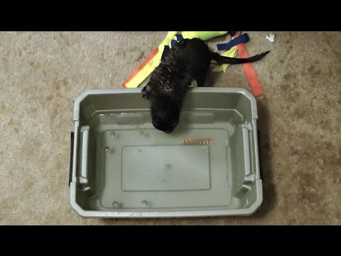 how to obtain pure water from ink