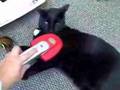 Browser the library cat in the library