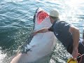 Incredible Shark/Human love story - Aussie fisherman