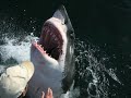 Incredible Shark/Human love story - Aussie fisherman