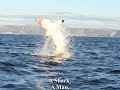 Incredible Shark/Human love story - Aussie fisherman