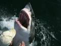 Incredible Shark/Human love story - Aussie fisherman