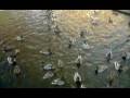 videos de Winter 2009, Eendjes die gevoerd worden